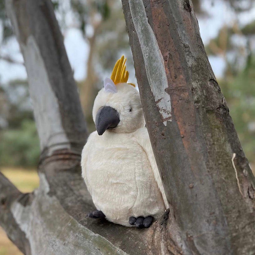 Cockatoo - Spotty Dot 