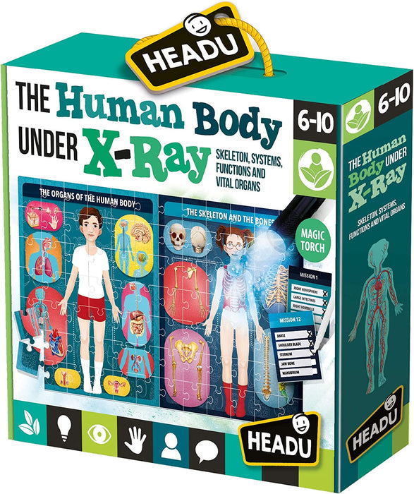 Human Body under X-Ray - Spotty Dot Toys